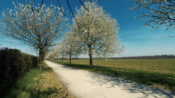 Landsväg Med Träd Italien — Stockvideo