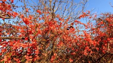 Kızıl Çiçekler ve Mavi Gökyüzü