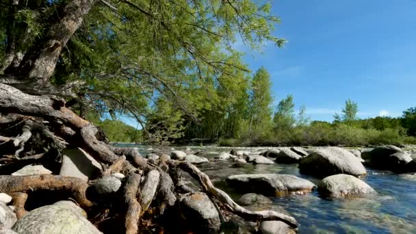 Wiosenny Krajobraz Nad Rzeką — Wideo stockowe