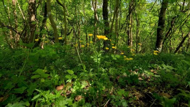 Ormanda Sarı Çiçekler — Stok video