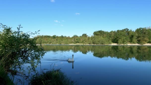 Landschaft Mit Schwan Auf Dem Wasser — Stockvideo