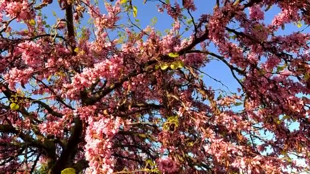 Planta Com Flores Cor Rosa Itália — Vídeo de Stock