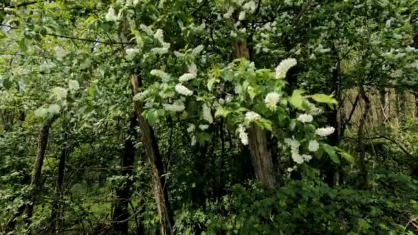 Plant White Flowers Countryside — Stock Video
