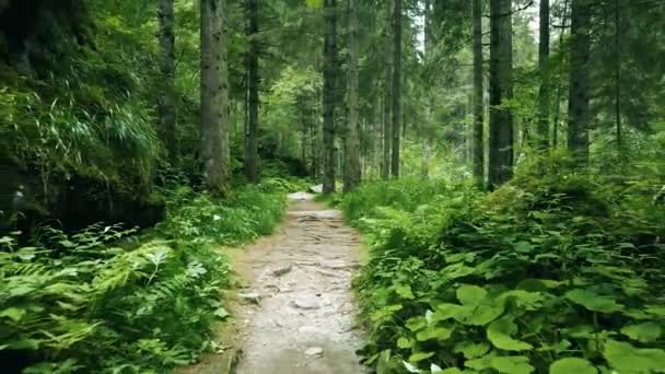 Flygdrönare Översikt Skogen Dolomiterna — Stockvideo