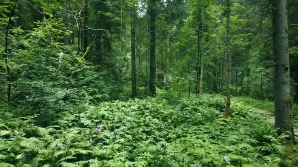 Flygdrönare Landskap Skogen Dolomiterna — Stockvideo