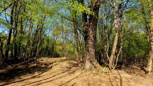 Paesaggio Bosco Primavera — Video Stock