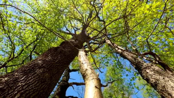 Panorama Forest Spring — Stock Video