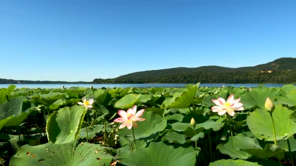 Pembe Lotus Çiçekleri Ile Comabbio Gölü Manzarası — Stok video