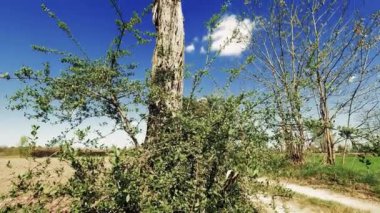 İlkbaharda kırsal alanlara genel bakış
