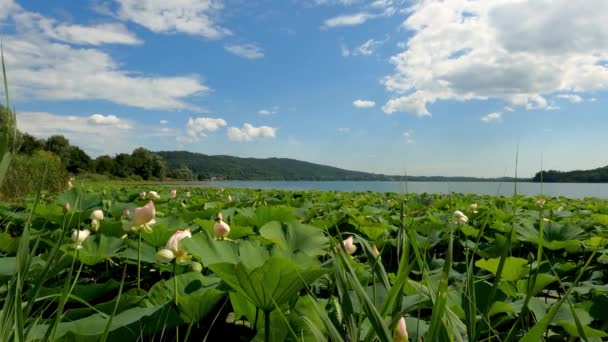 Paysage Été Avec Des Fleurs Lotus — Video