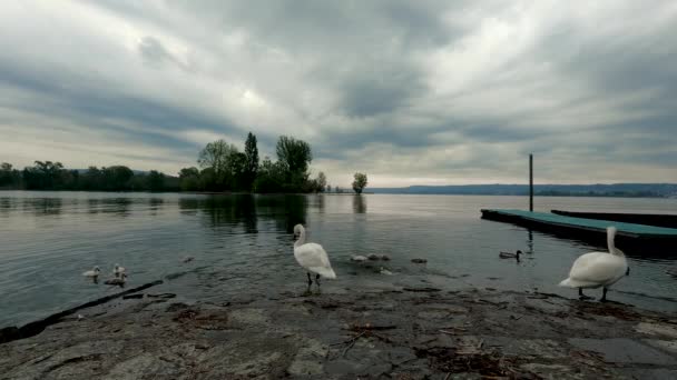 Cisnes Amanecer Lago — Vídeo de stock