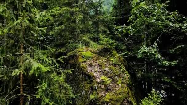 Drone Aereo Panoramica Della Foresta Nelle Alpi Con Rocce Abete — Video Stock