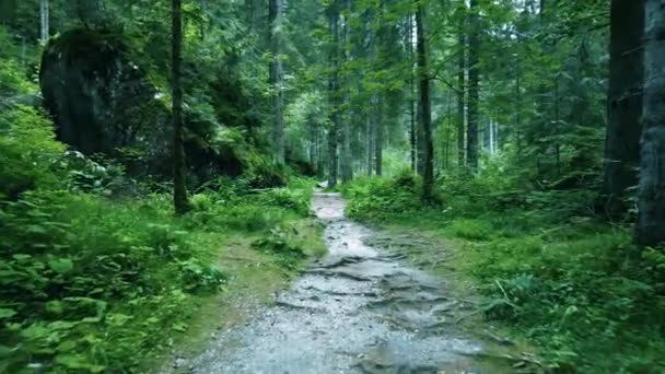 Flygdrönare Landskap Skogen Dolomiterna — Stockvideo