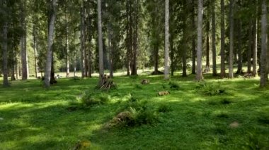 Hava Aracı - Dolomitler Ormanı 'nın Manzarası