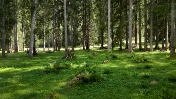 Flygdrönare Landskap Skogen Dolomiterna — Stockvideo