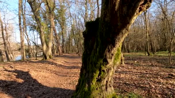 Ontspannende Panorama Van Het Bos — Stockvideo