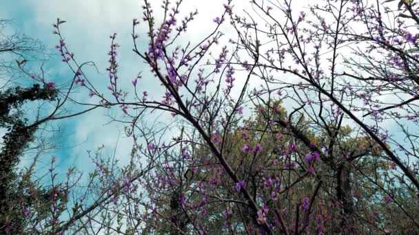 Blommande Våren Italien — Stockvideo