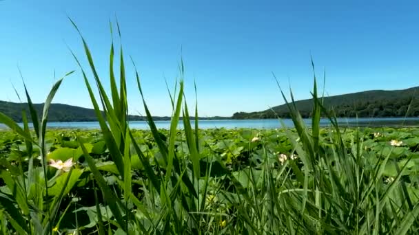 Пейзаж Цветами Лотоса Озере Комаббио — стоковое видео