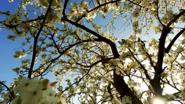 Boom Met Witte Bloemen Bijen — Stockvideo