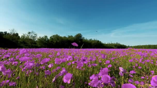 Tájkép Egy Rózsaszín Mák Mező — Stock videók