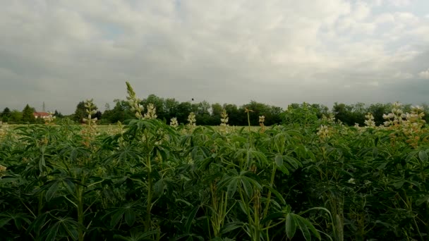 Landschap Met Witte Bloemen Het Italiaanse Platteland — Stockvideo