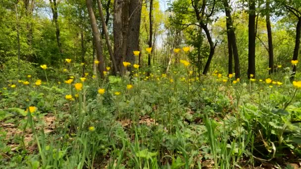 Gele Bloemen Het Bos — Stockvideo