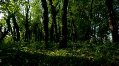 İtalyan Dolomitleri Ormanı 'nın Genel Görünümü - 6K