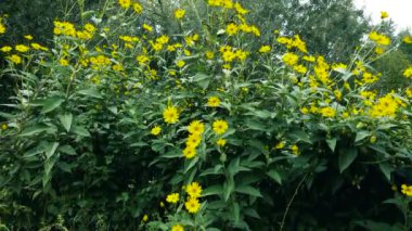 Hava Aracı - Rüzgardaki Sarı Çiçeklerle Yaz Manzarası