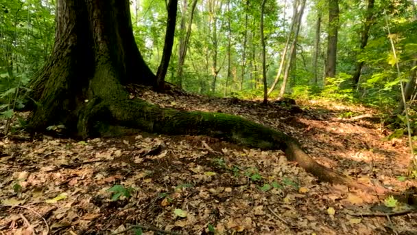 Höstfärger Skogen — Stockvideo