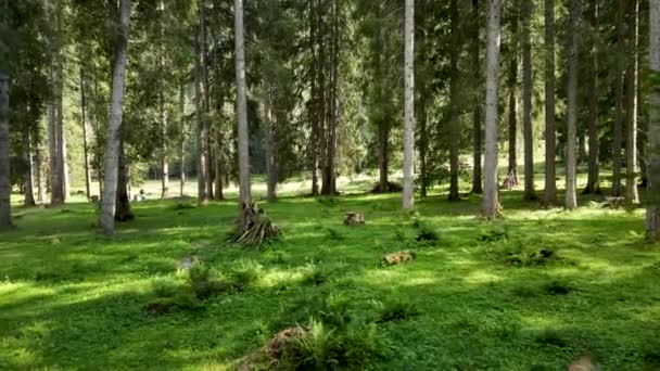 Flygdrönare Landskap Skog Dolomiterna — Stockvideo