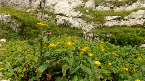 Krajobraz Alpejski Wielobarwnymi Kwiatami — Wideo stockowe