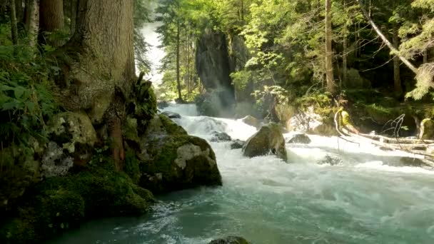 Paisaje Bosque Los Dolomitas — Vídeos de Stock