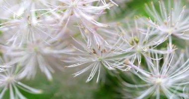 Makro - Dolomitlerde beyaz çiçekler