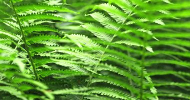  Macro - Dolomitlerdeki eğreltiotu ormanı