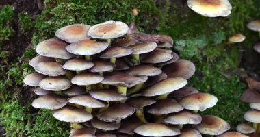 Macro - Ormanda mantarlı sonbahar manzarası