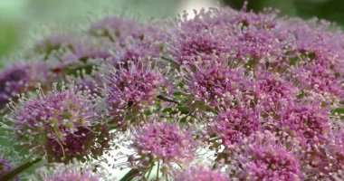 Dolomitlerin pembe çiçeğindeki böcek.