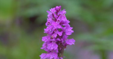 Macro - Dolomitlerin üzerindeki leylak çiçeği