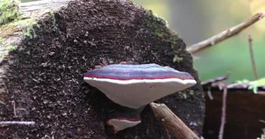 Macro - Bagajda mantar