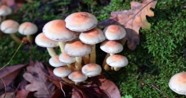  Macro - Sonbaharda ormanda mantarlar