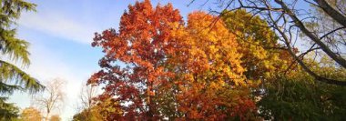 Anamorfik mercek 6K - Parkta muhteşem yeşillik