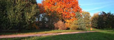  Anamorfik Lens 6K - Parkta Yapraklar