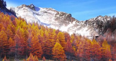 İtalya 'da Alpe Devero' da muhteşem bir yaprak..