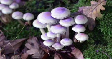 Macro - Cadıların odununda mantar