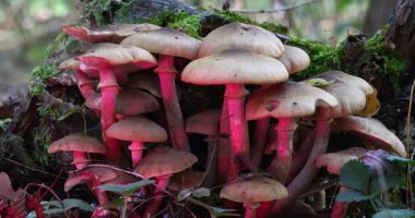 Cadıların Ormanındaki Mantarlar.