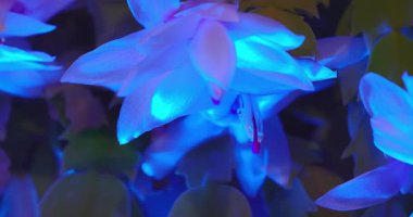 Macro - Mavi gece lambalı çiçek