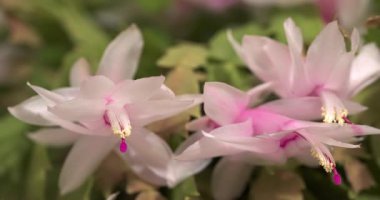 Macro - Beyaz ve pembe çiçek