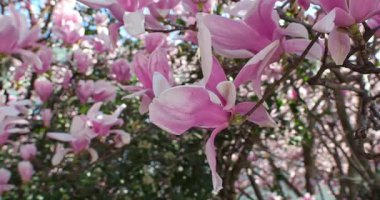 İtalya 'da ilkbaharda açan manolya ağaçları