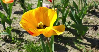 Sarı lale Baharda bir tarlada