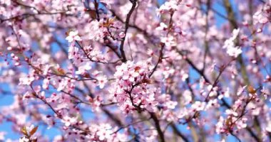 Sakura-Kiraz çiçekleri ve mavi gökyüzü baharda