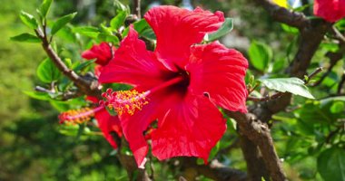 Baharda harika kırmızı çiçek